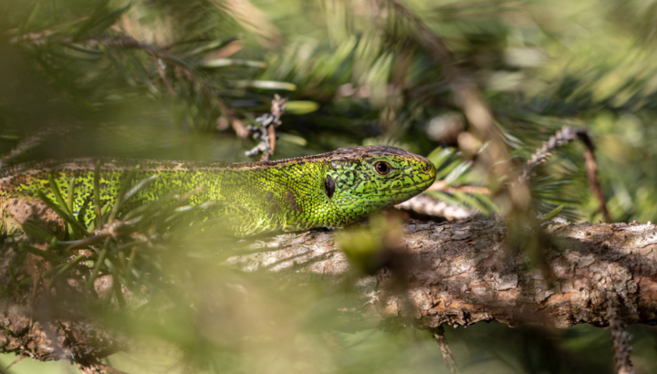 Programme R-PETO[S] : retour sur 3 ans d’actions en faveur des reptiles et amphibiens